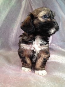 Female Lhasa Bichon Teddy bear Puppy for sale #10|Teddy bear breeder selling teddy bear puppies for less that Most teddy bear breeders 3